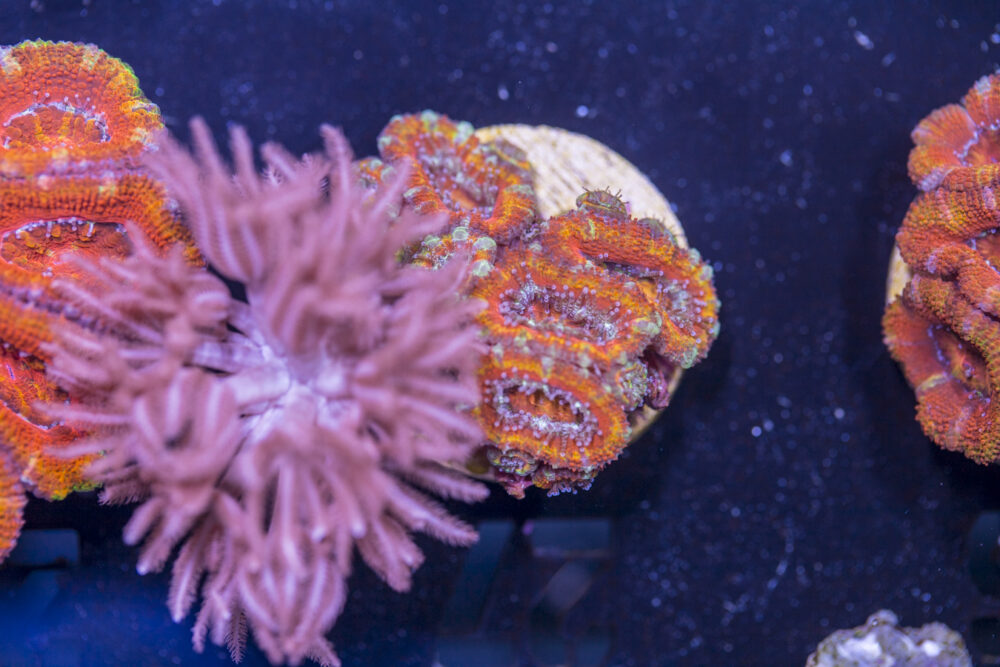 Acan - Lord Howe