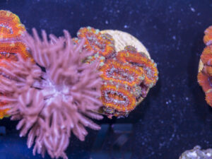 Acan - Lord Howe