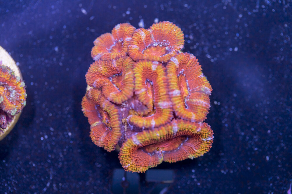 Acan - Lord Howe