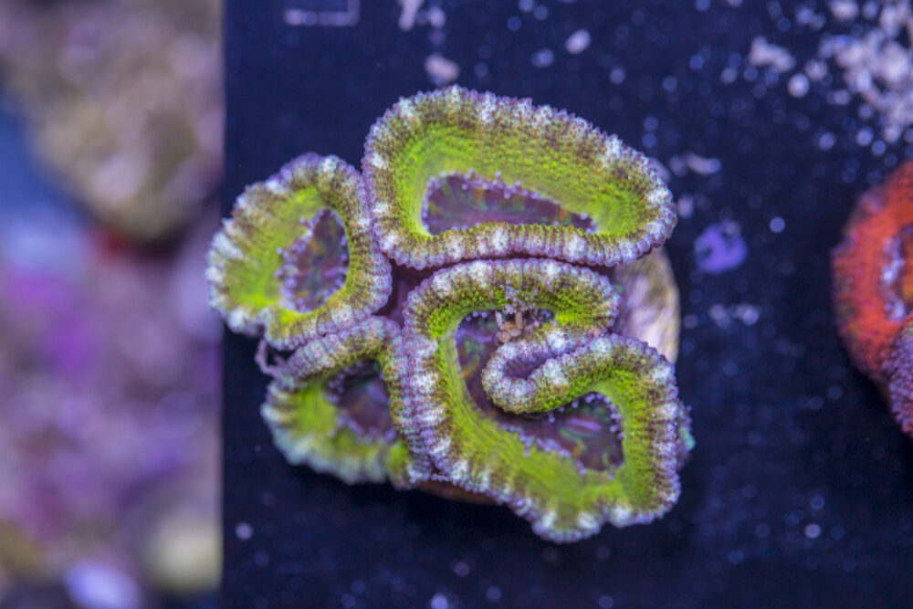 Acan - Lord Howe