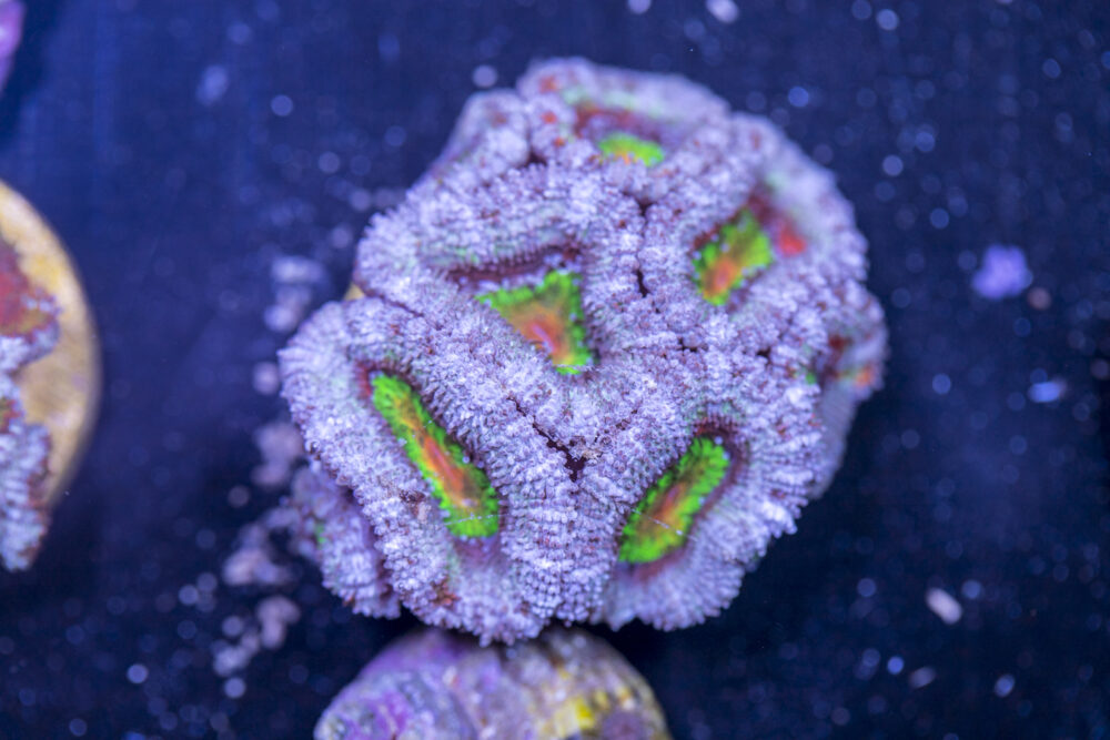 Acan - Lord Howe