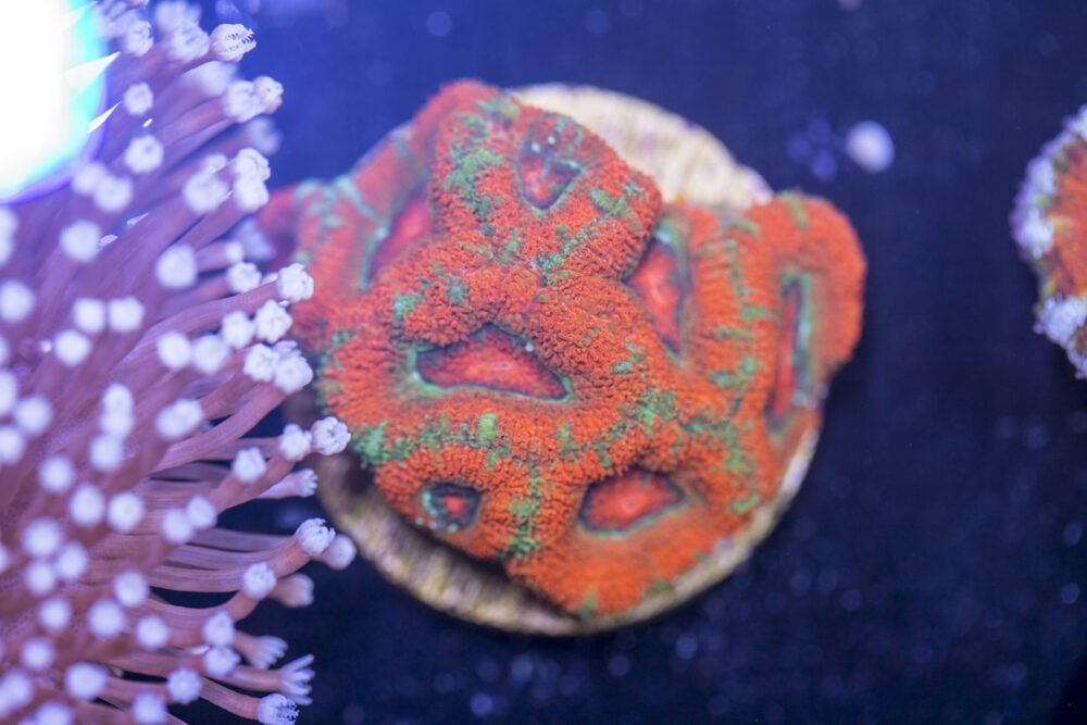 Acan - Lord Howe
