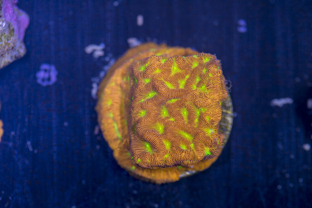 Leptoseris - Jack O Lantern