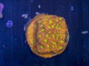 Leptoseris - Jack O Lantern