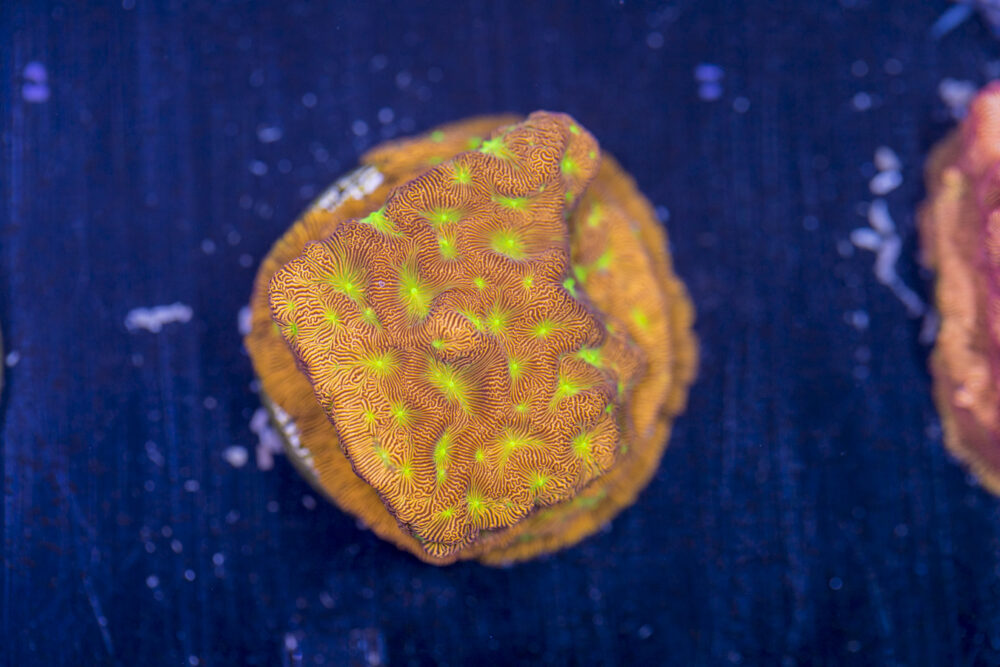 Leptoseris - Jack O Lantern