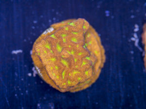 Leptoseris - Jack O Lantern
