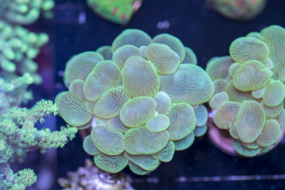 Bubble