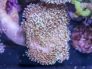 Toadstool Leather