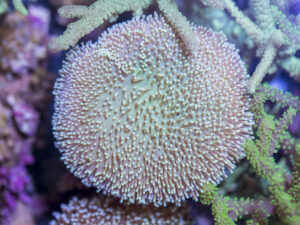 Toadstool Leather