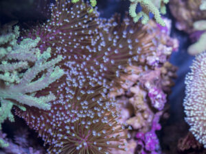 Toadstool Leather