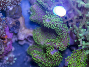 Toadstool Leather