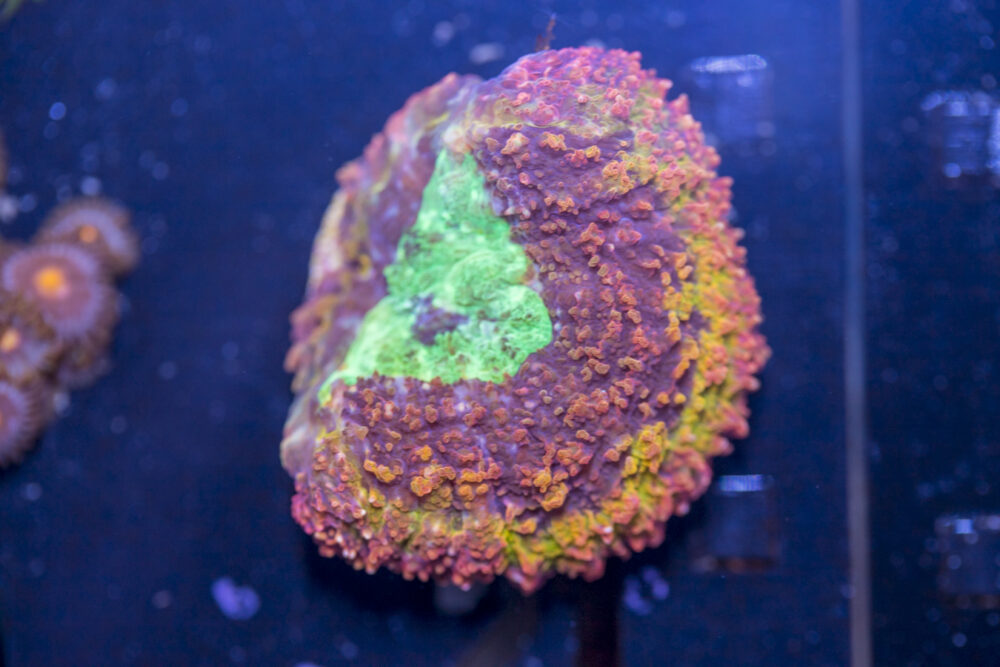 Symphyllia