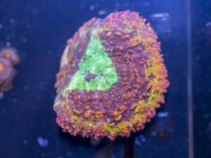 Symphyllia