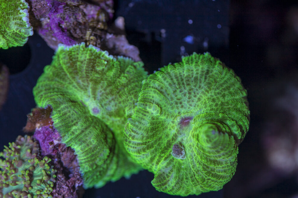 Rhodactus