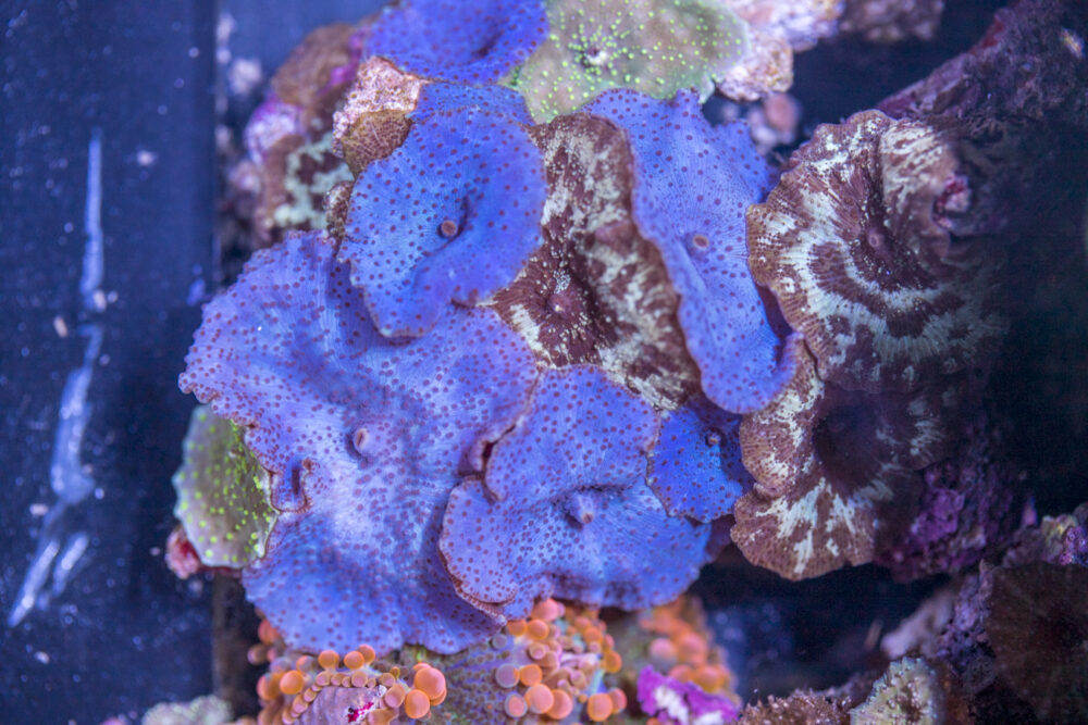 Corallimorph