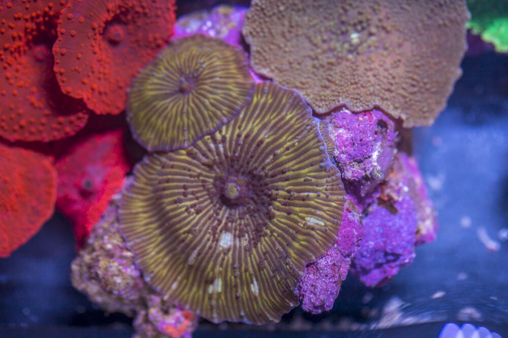 Corallimorph