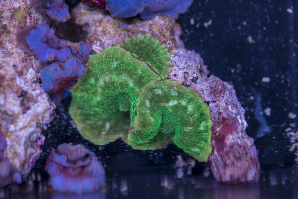 Corallimorph