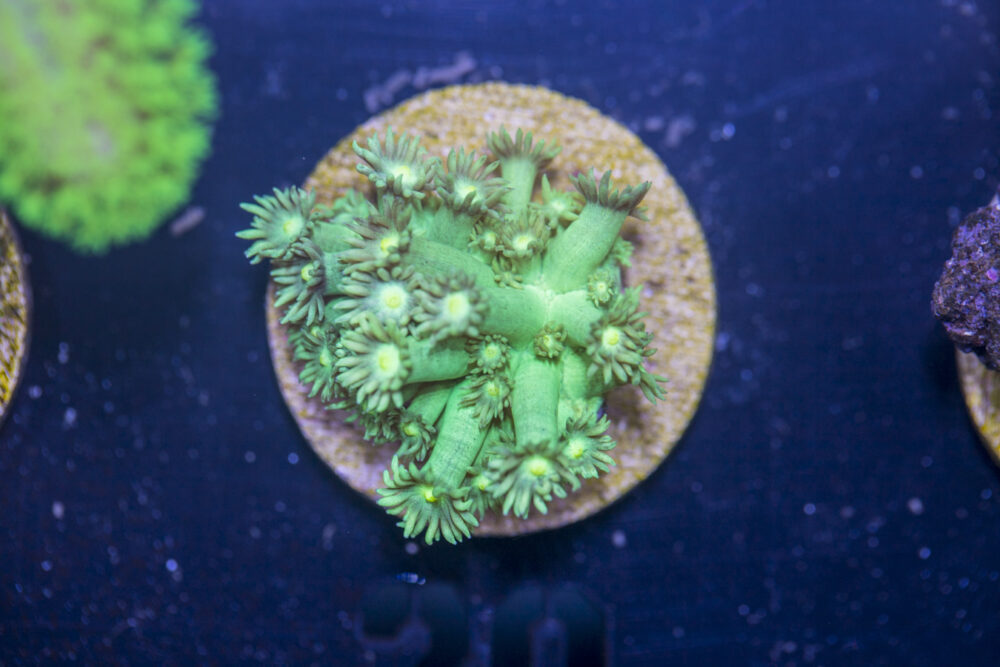 A03 - Goniopora