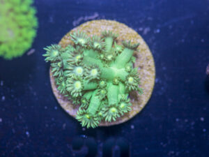 A03 - Goniopora