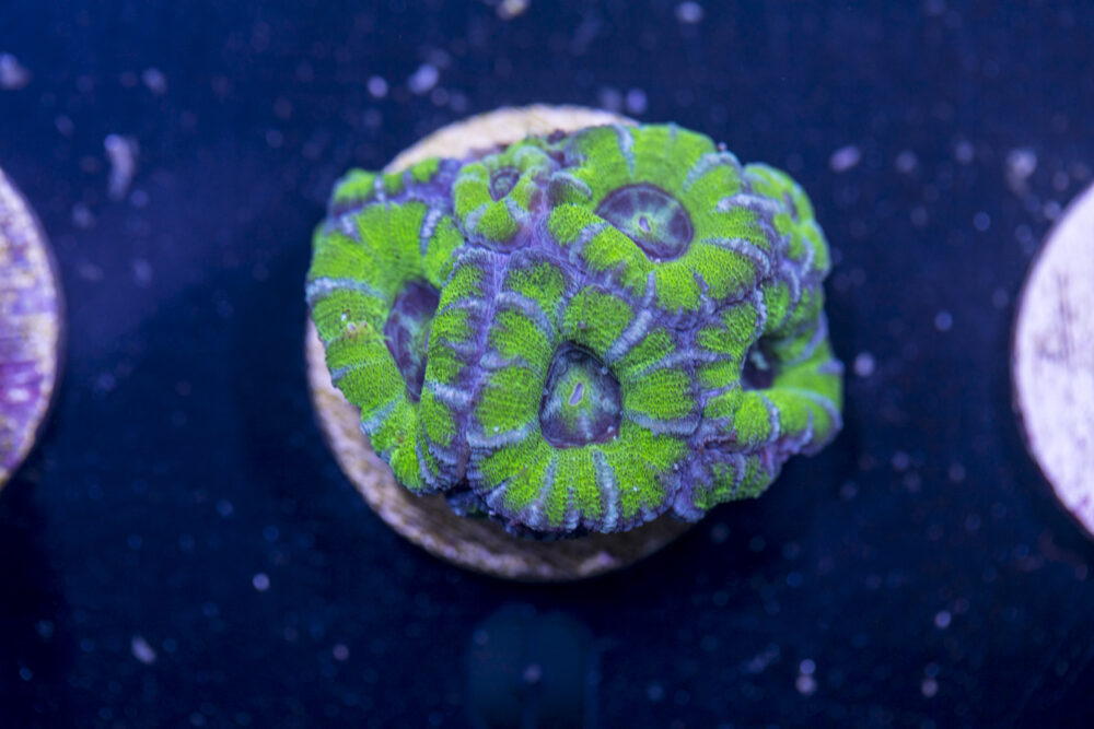 A06 - Acan
