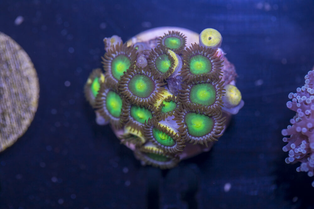 A10 - Zoanthids