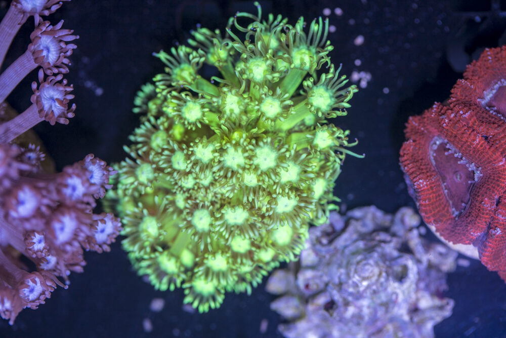 A13 - Goniopora