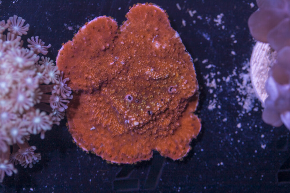 A17 - Montipora