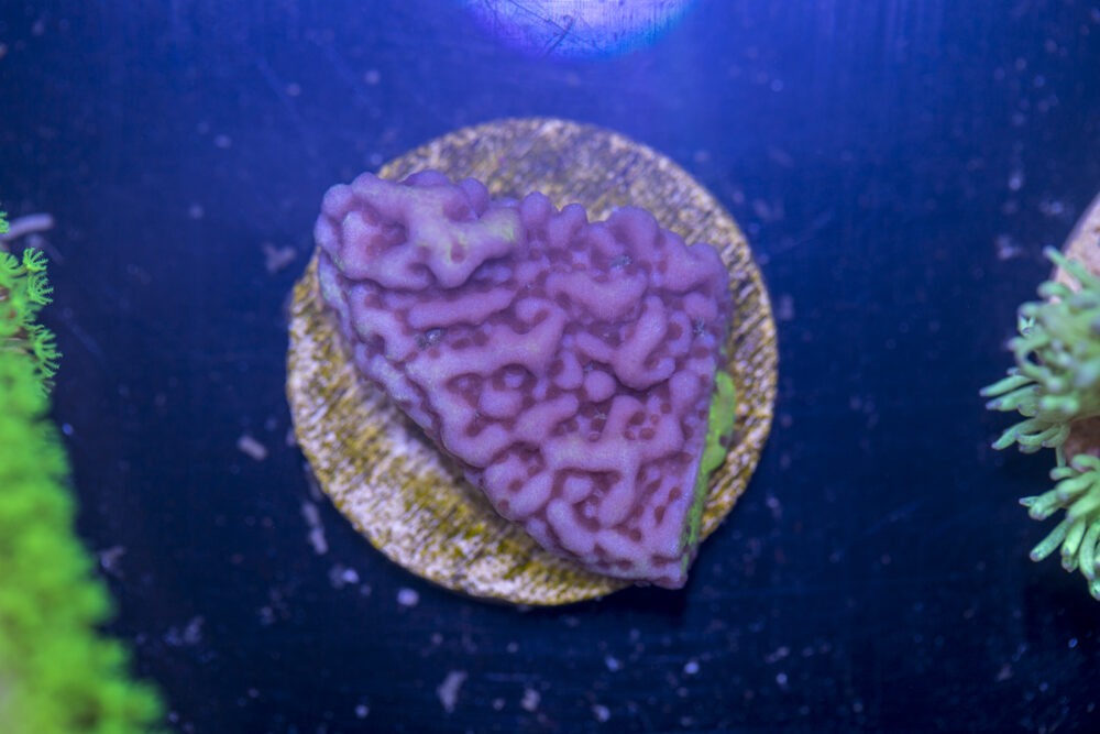B03 - Montipora