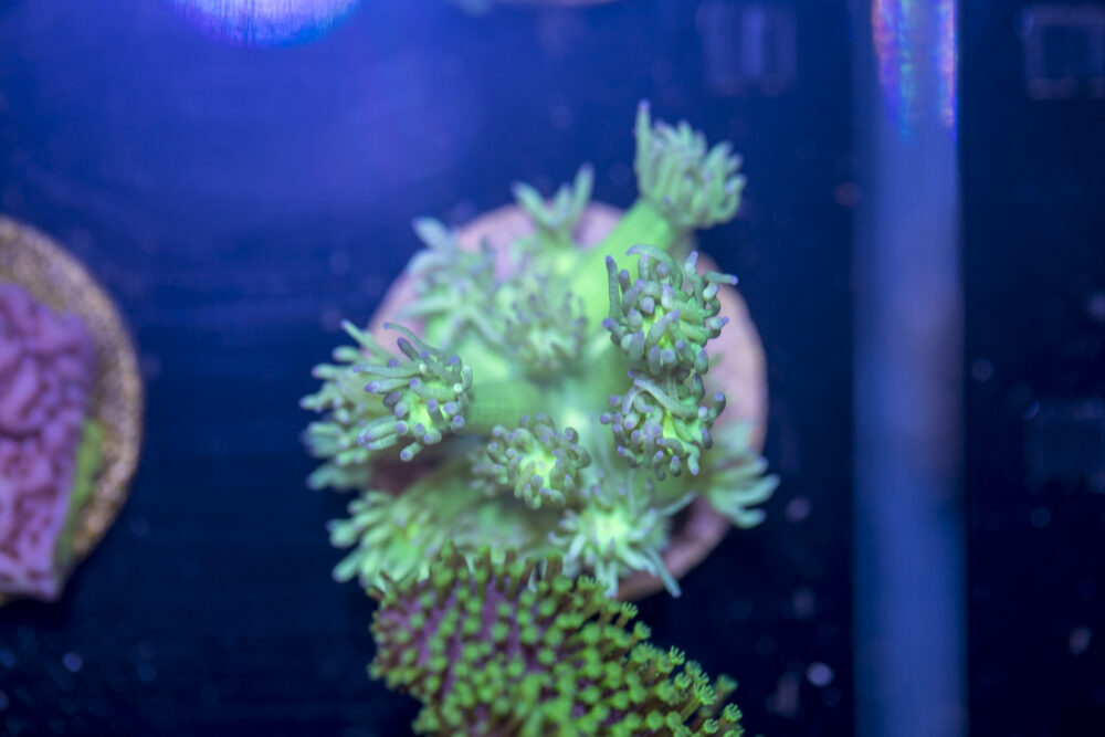 B04 - Goniopora