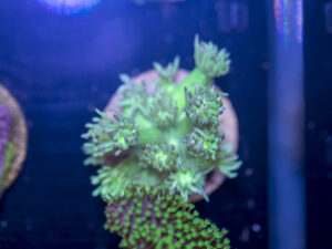 B04 - Goniopora