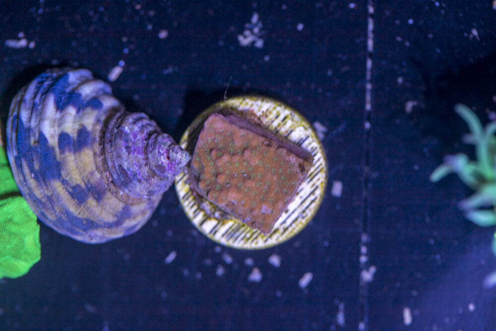 B15 - Montipora