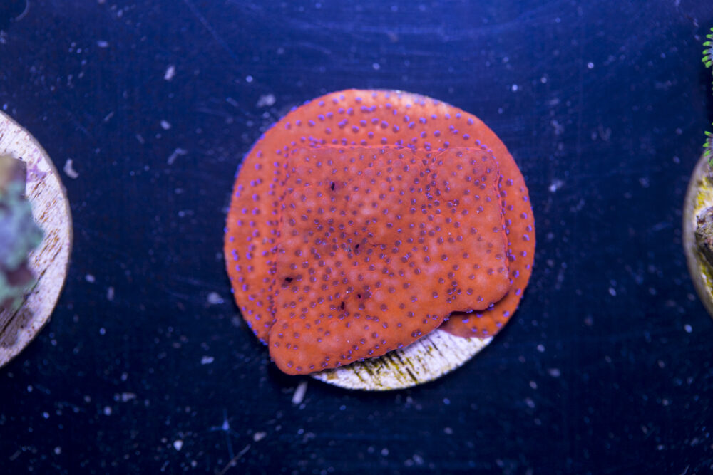 C03 - Montipora