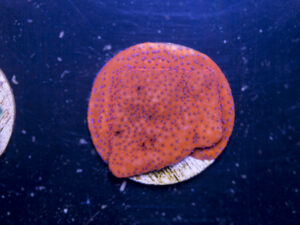 C03 - Montipora