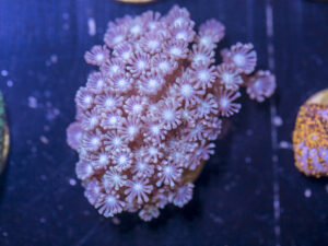 C14 - Alveopora