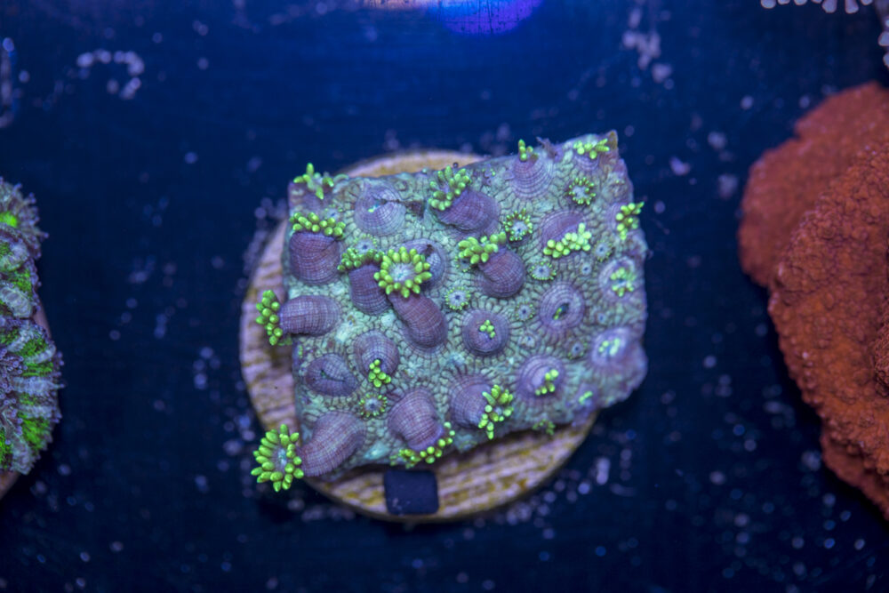 D03 - Goniopora