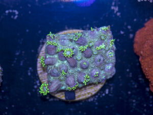 D03 - Goniopora