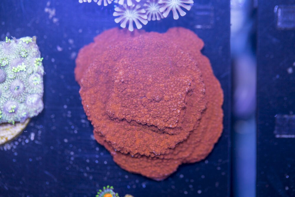 D04 - Montipora