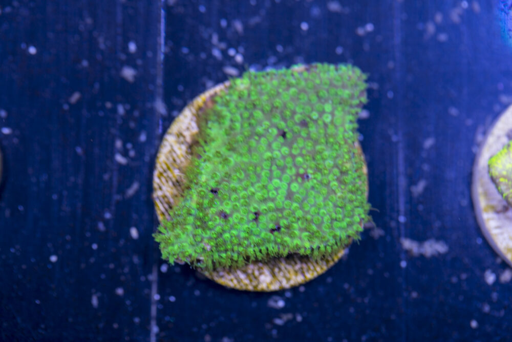 D08 - Montipora