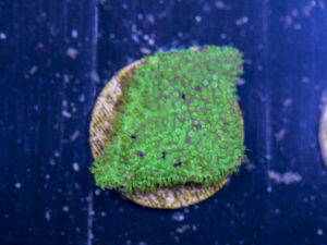 D08 - Montipora
