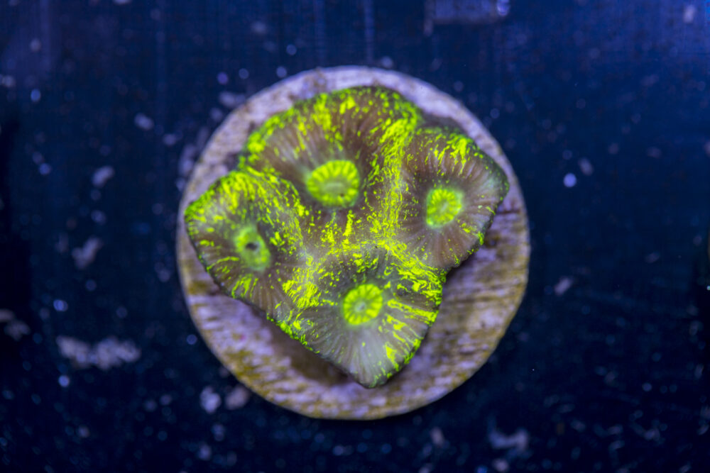 D09 - Goniastrea
