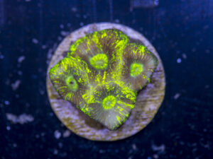 D09 - Goniastrea