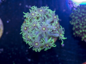 D10 - Goniopora