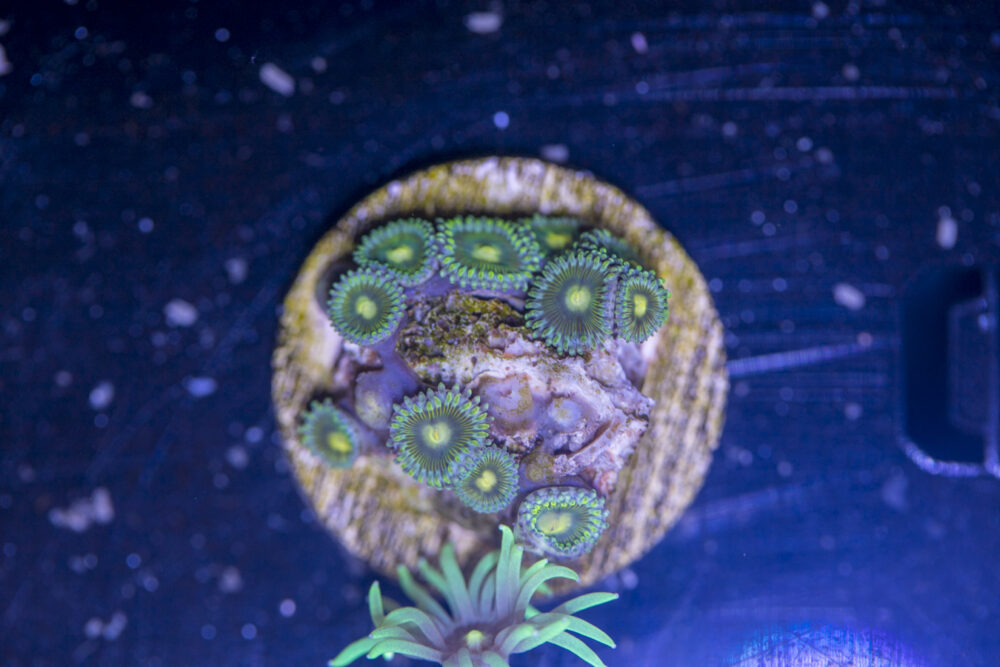 D12 - Zoanthids