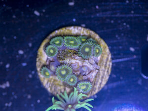 D12 - Zoanthids
