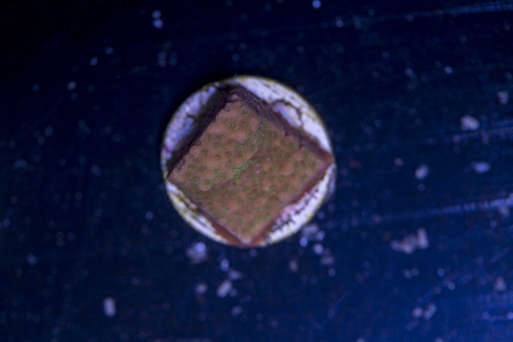 D13 - Montipora