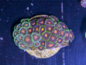 D15 - Zoanthids
