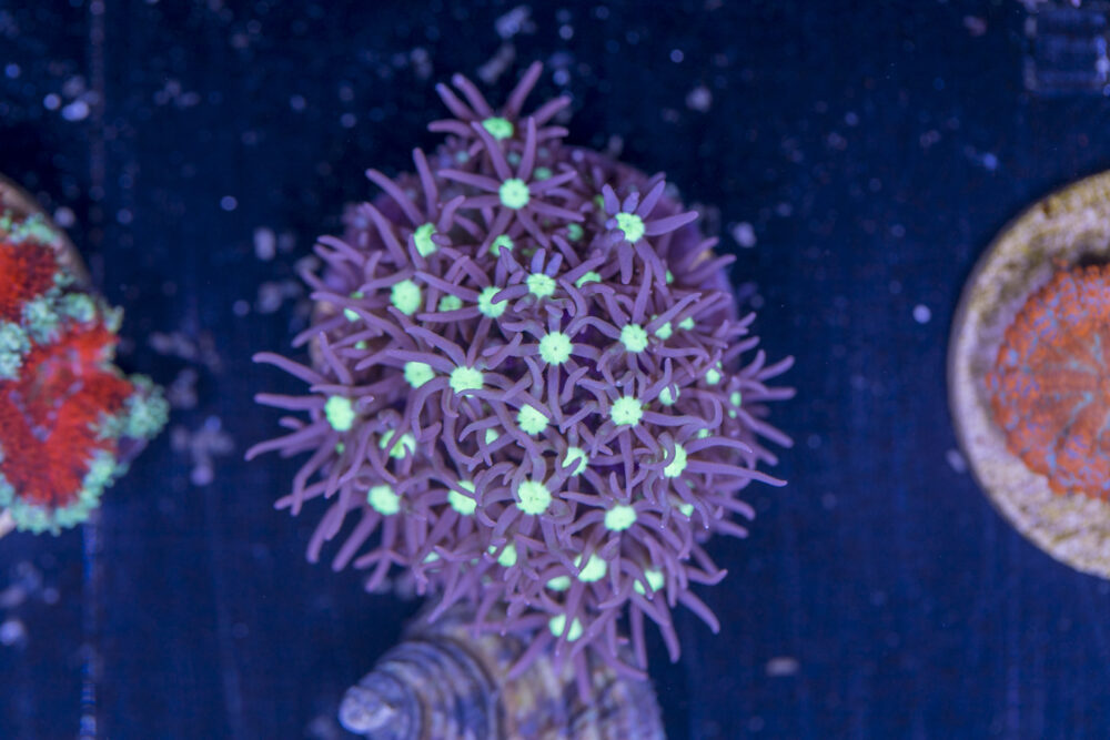 E07 - Star Polyp