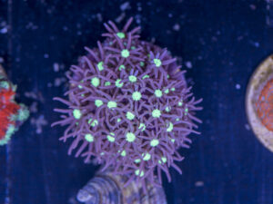 E07 - Star Polyp