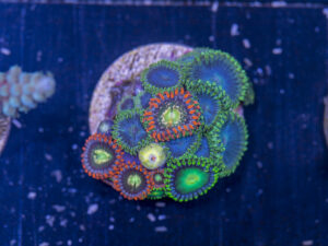 F06 - Zoanthids