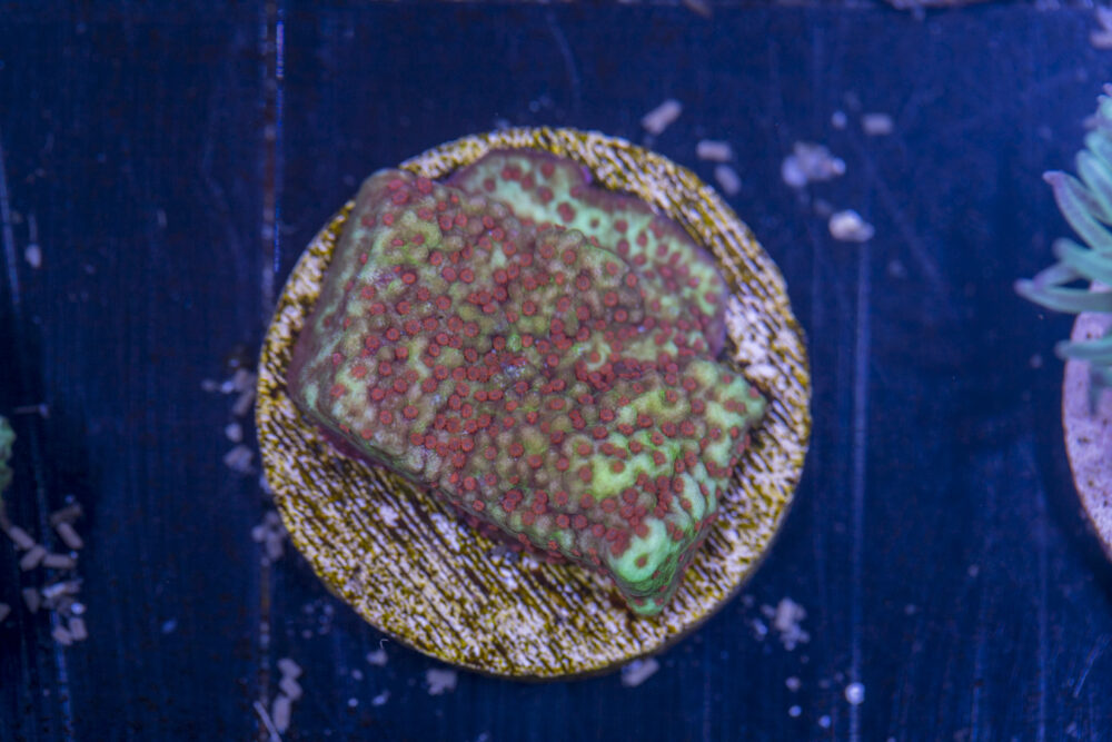 F08 - Montipora